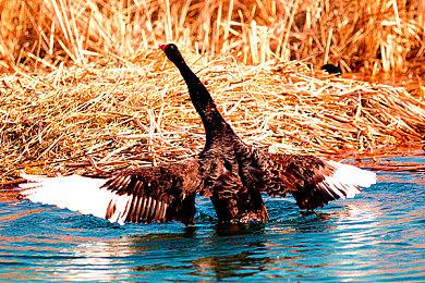 明年1月PS+会免游戏泄露 《尘埃5》等